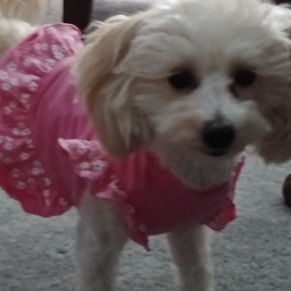 Meet your Posher, Annie's Sweet Vintage - Picture 2 of 2